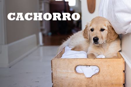Alimentación natural para cachorros